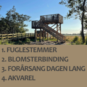 Vælg imellem Fugle blomster akvarel forårssang på dette højskolekursus