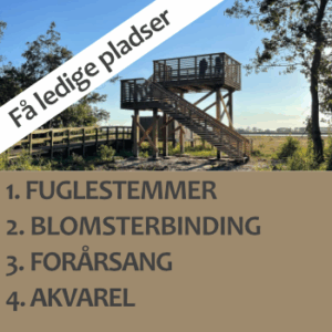 Hold 2026-14: Fugle, blomster, akvarel og forårssang 31.5.-6.6.